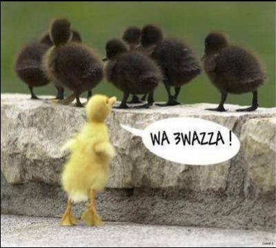 wach